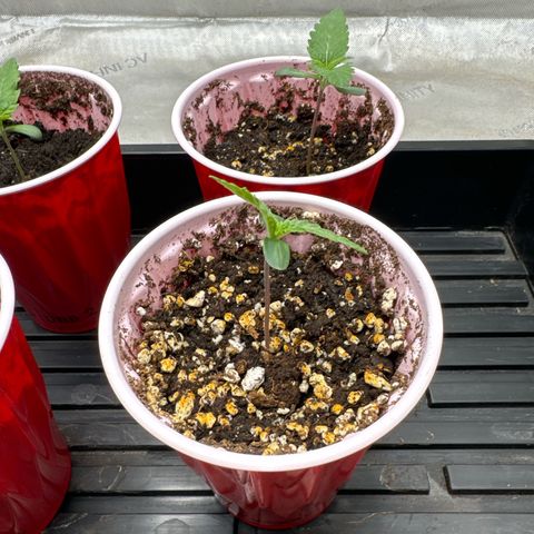 Pungent Punch #3 (GA) growlog photo: 6:49pm
