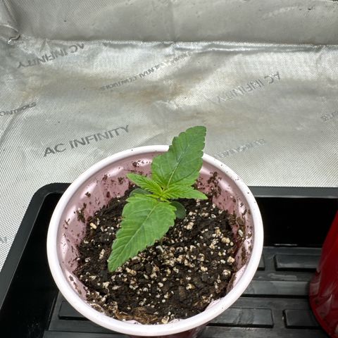 M&G x DBB #1 (GA) growlog photo: 7:04pm