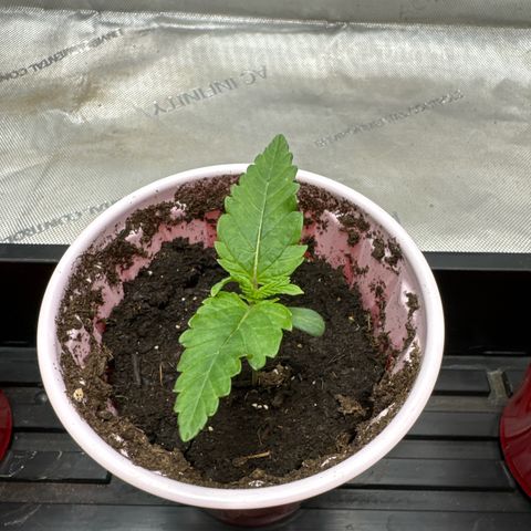 M&G x DBB #2 (GA) growlog photo: 7:04pm