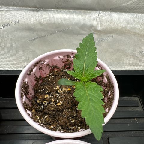 M&G x DBB #3 (GA) growlog photo: 7:04pm