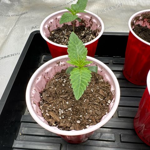 Pungent Punch #1 (GA) growlog photo: 7:04pm