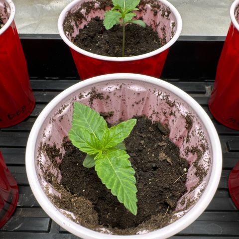 Pungent Punch #2 (GA) growlog photo: 7:04pm