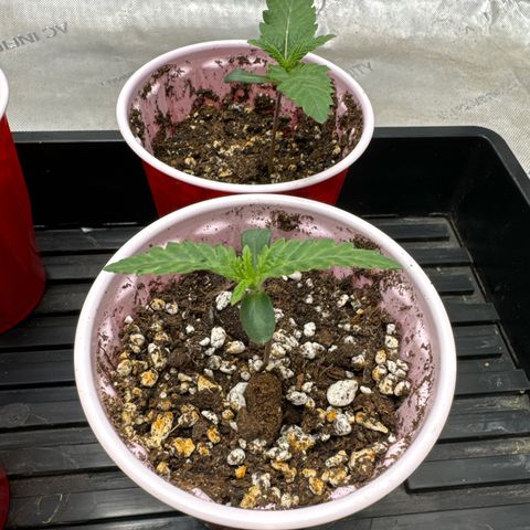 Pungent Punch #3 (GA) growlog photo: 7:04pm