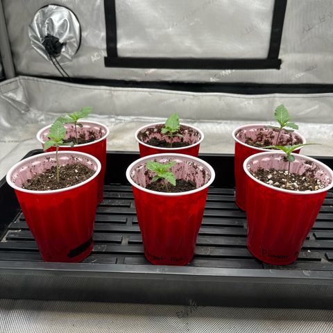 Pungent Punch #1 (GA) growlog photo: 7:04pm