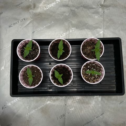 Pungent Punch #1 (GA) growlog photo: 7:04pm