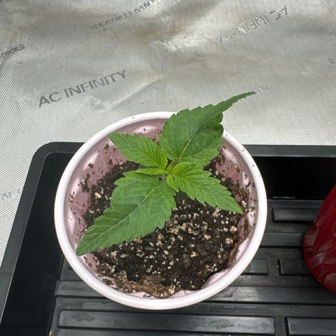 M&G x DBB #1 (GA) growlog photo: 11:53pm