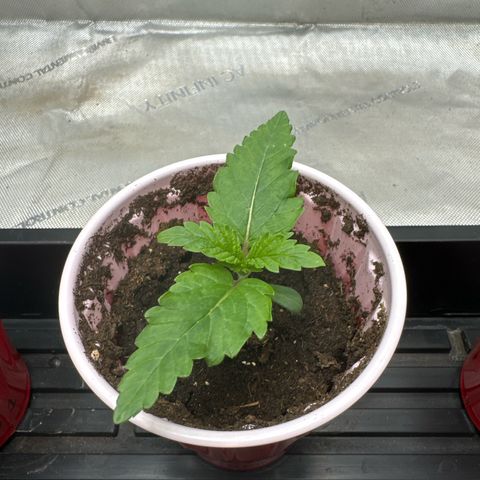 M&G x DBB #2 (GA) growlog photo: 11:53pm