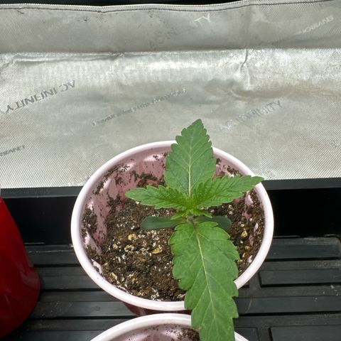 M&G x DBB #3 (GA) growlog photo: 11:53pm