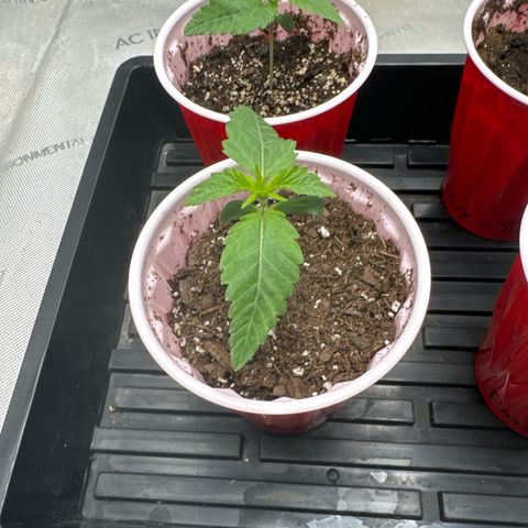 Pungent Punch #1 (GA) growlog photo: 11:53pm