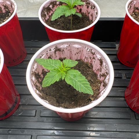 Pungent Punch #2 (GA) growlog photo: 11:53pm