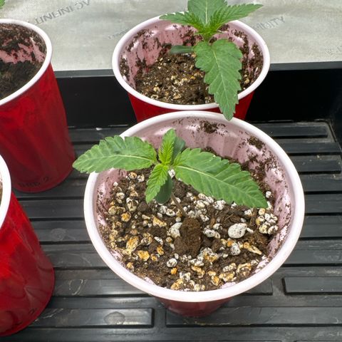 Pungent Punch #3 (GA) growlog photo: 11:53pm