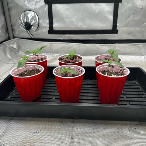 Pungent Punch #1 (GA) growlog photo: 11:53pm