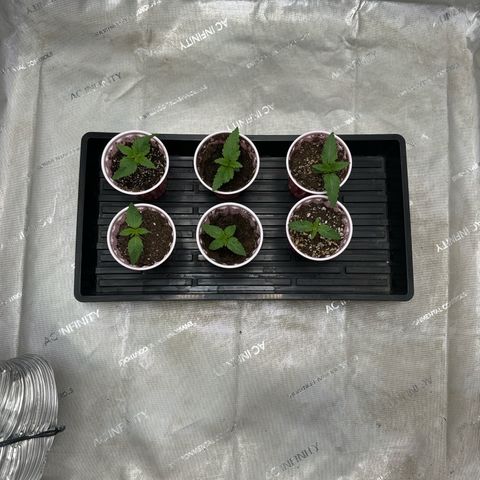 Pungent Punch #1 (GA) growlog photo: 11:53pm