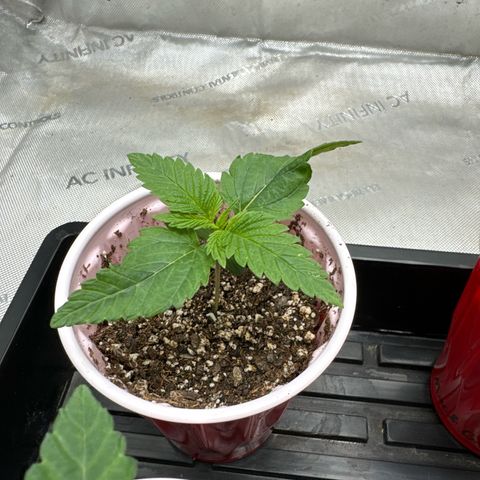 M&G x DBB #1 (GA) growlog photo: 7:10pm