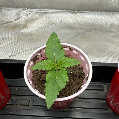 M&G x DBB #2 (GA) growlog photo: 7:10pm