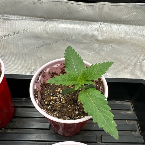 M&G x DBB #3 (GA) growlog photo: 7:10pm