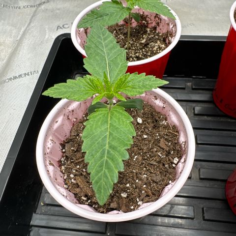 Pungent Punch #1 (GA) growlog photo: 7:10pm
