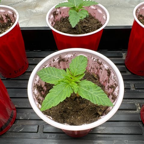 Pungent Punch #2 (GA) growlog photo: 7:10pm