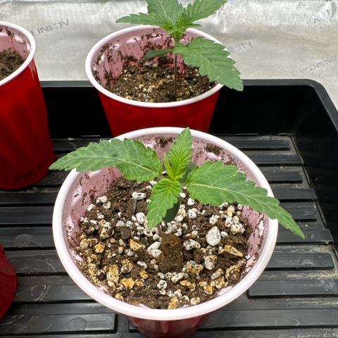 Pungent Punch #3 (GA) growlog photo: 7:10pm