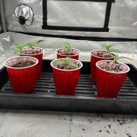 Pungent Punch #1 (GA) growlog photo: 7:10pm