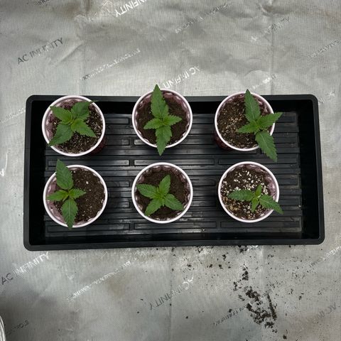 Pungent Punch #1 (GA) growlog photo: 7:10pm