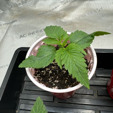 M&G x DBB #1 (GA) growlog photo: 10:24pm