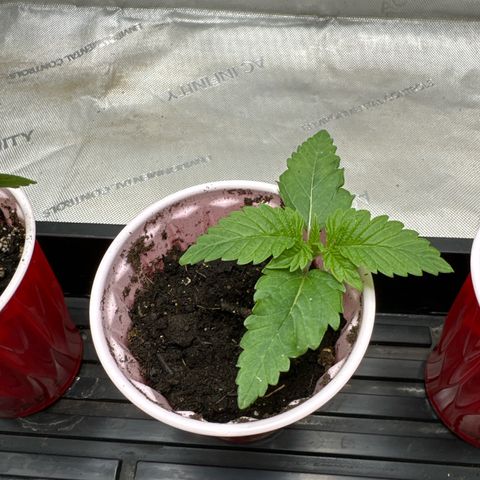 M&G x DBB #2 (GA) growlog photo: 10:24pm