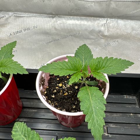 M&G x DBB #3 (GA) growlog photo: 10:24pm
