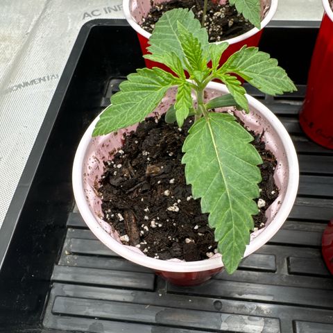 Pungent Punch #1 (GA) growlog photo: 10:24pm