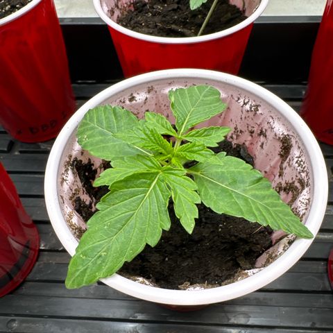 Pungent Punch #2 (GA) growlog photo: 10:24pm