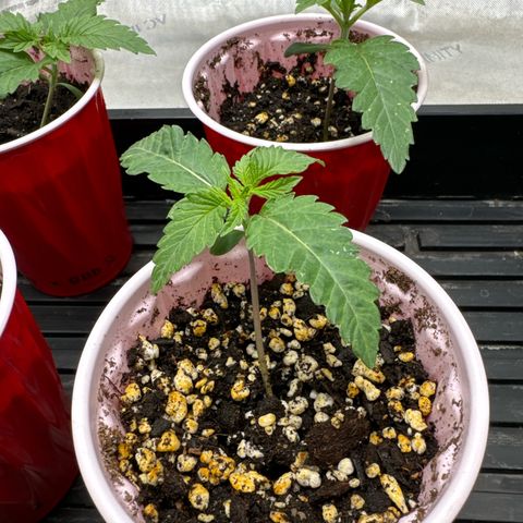 Pungent Punch #3 (GA) growlog photo: 10:24pm