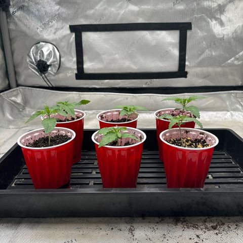 Pungent Punch #1 (GA) growlog photo: 10:24pm