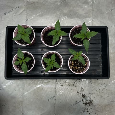 Pungent Punch #1 (GA) growlog photo: 10:24pm