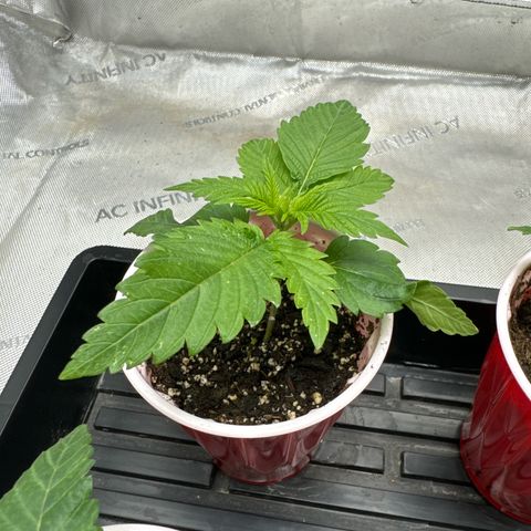 M&G x DBB #1 (GA) growlog photo: 9:35pm