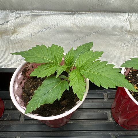 M&G x DBB #2 (GA) growlog photo: 9:35pm