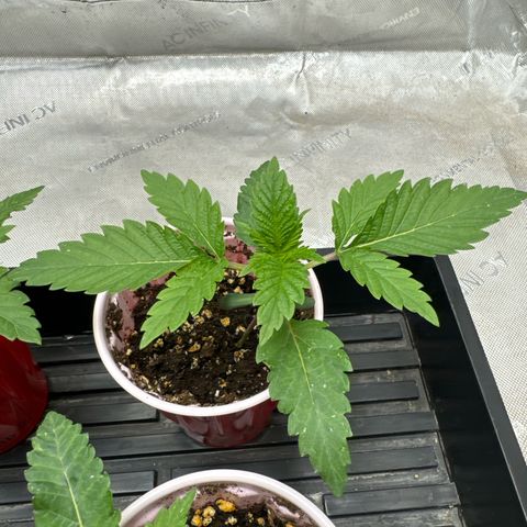 M&G x DBB #3 (GA) growlog photo: 9:35pm