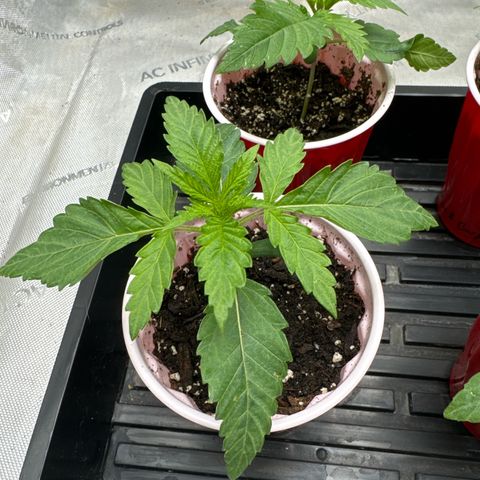 Pungent Punch #1 (GA) growlog photo: 9:35pm
