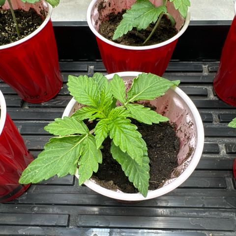 Pungent Punch #2 (GA) growlog photo: 9:35pm