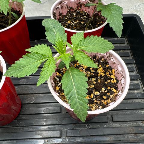 Pungent Punch #3 (GA) growlog photo: 9:35pm
