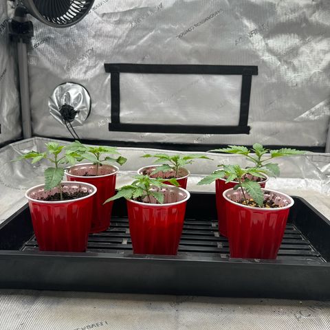 Pungent Punch #1 (GA) growlog photo: 9:35pm
