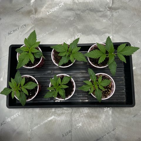 Pungent Punch #1 (GA) growlog photo: 9:35pm