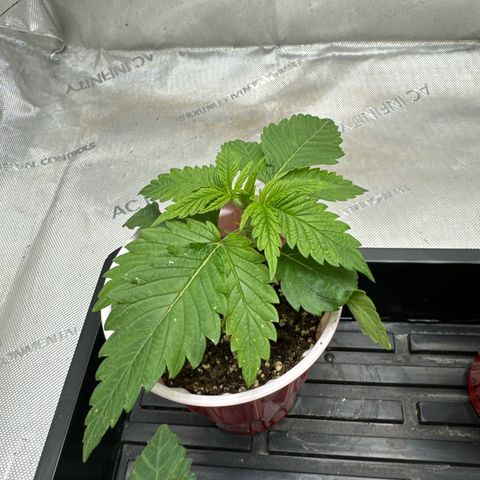 M&G x DBB #1 (GA) growlog photo: 11:21pm