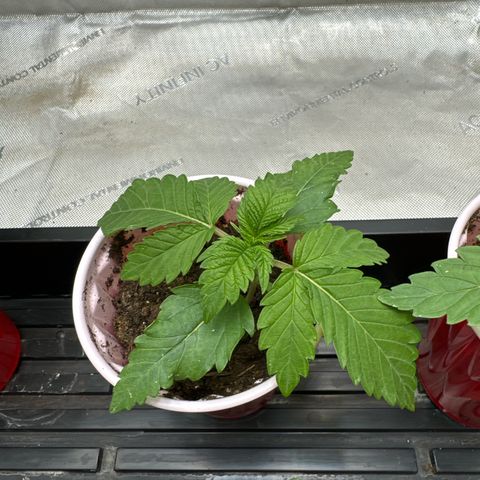M&G x DBB #2 (GA) growlog photo: 11:21pm
