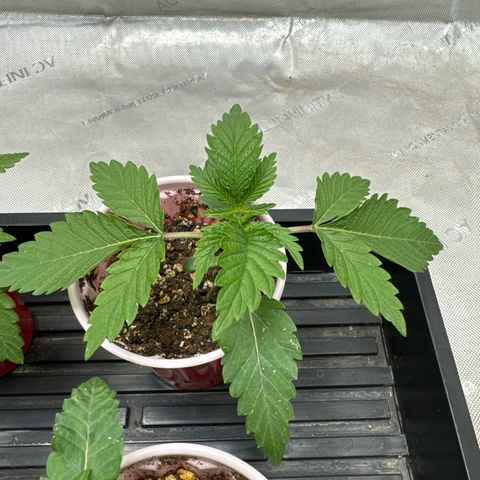 M&G x DBB #3 (GA) growlog photo: 11:21pm