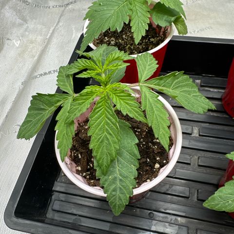 Pungent Punch #1 (GA) growlog photo: 11:21pm