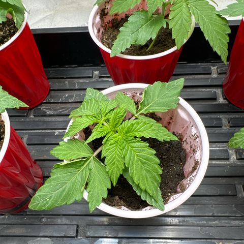 Pungent Punch #2 (GA) growlog photo: 11:21pm
