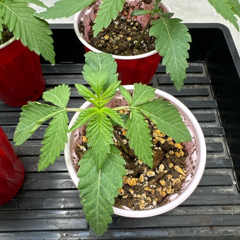Pungent Punch #3 (GA) growlog photo: 11:21pm