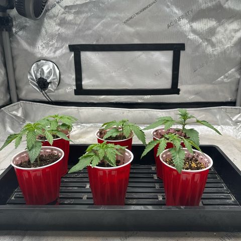 Pungent Punch #1 (GA) growlog photo: 11:21pm