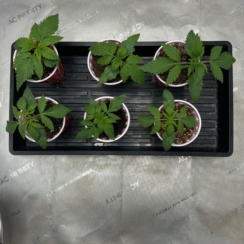 Pungent Punch #1 (GA) growlog photo: 11:21pm
