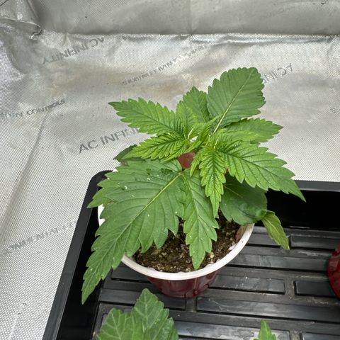 M&G x DBB #1 (GA) growlog photo: 7:44pm